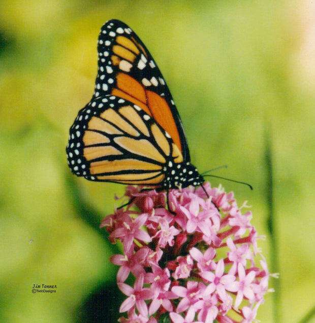"Monarch Butterfly" 11oz Ceramic Mug Original Photograph by Jim Tonner