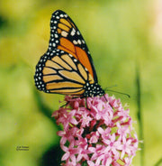 "Monarch Butterfly" Ceramic Trivet Original Photograph by Jim Tonner