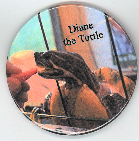 Diane the Turtle eating a strawberry button