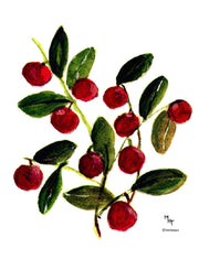 "Cranberries" Boxed Note Cards Original Painting by Margery Hillier Toner