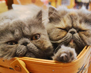 Harry and Grace the Cats in a Basket Note Cards