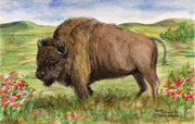 "Where the Buffalo Roam" Note Cards Original Watercolor by Brad Tonner