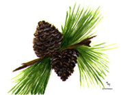 Pine Cone Note Cards