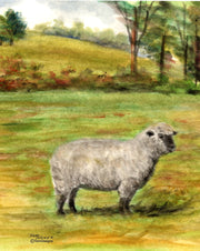 Sheep Note Cards