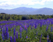 Sugar Hill Lupines Note Cards