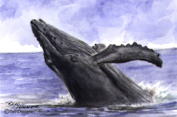 "Whale" Note Cards Original Watercolor by Brad Tonner